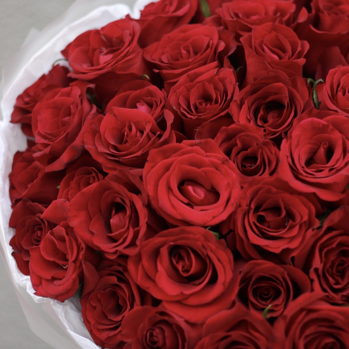 51 krasnaya roza 747